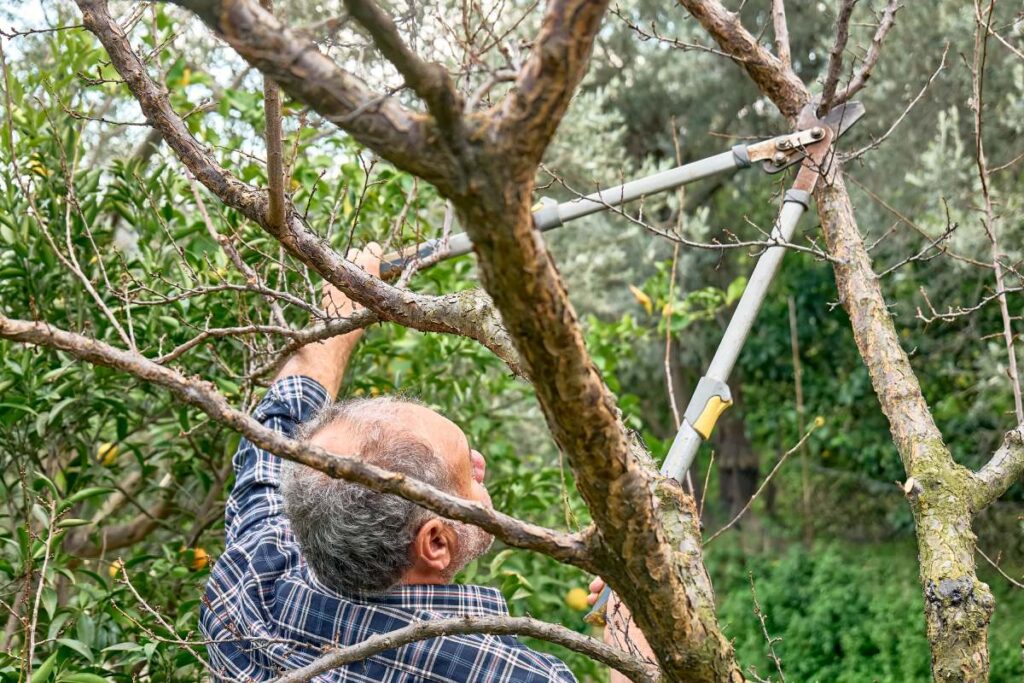 Seasonal pruning of trees. Mature bearded gardener pruning fruit trees with long pruning shears in the orchard. Taking care of garden. Cutting tree branch. Spring gardening.