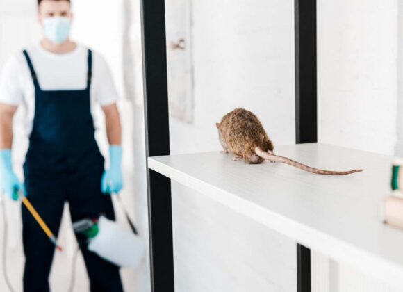 selective focus of rat near exterminator holding toxic equipment